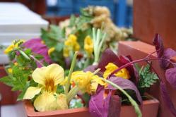 edible flowers
